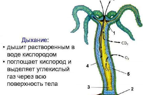 Кракен пользователь не найден что делать